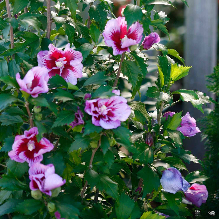 Purple Pillar Rose of Sharon
