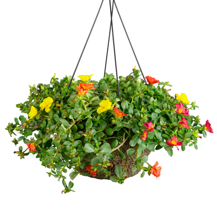10" Hanging Basket [v::tx]