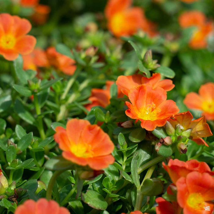 Purslane Pazazz Tangerine