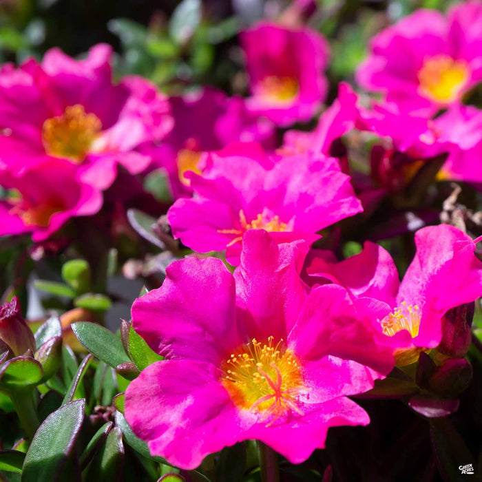 Purslane Pazazz Fuchsia