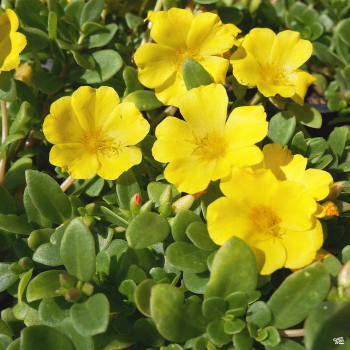 Purslane Pazazz Yellow