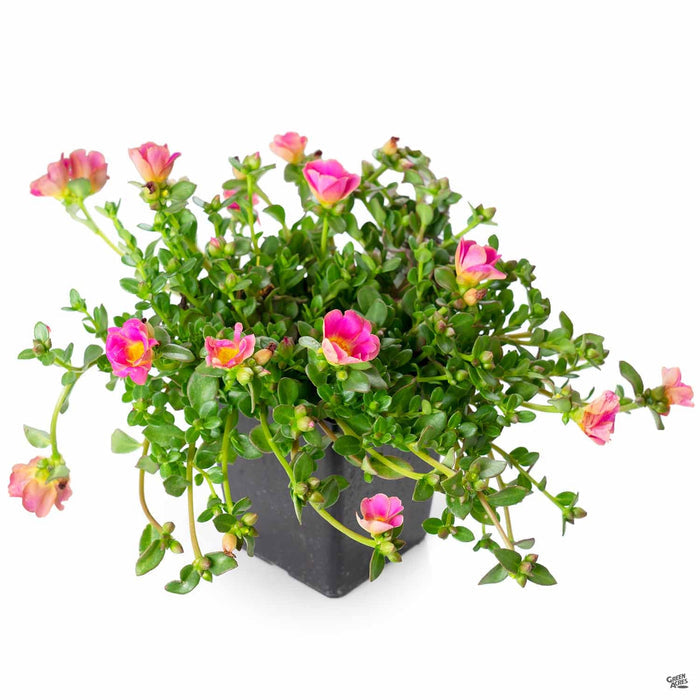 Purslane 4 inch