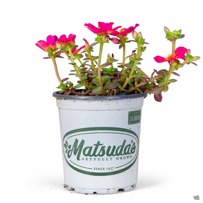 Purslane 4 inch Matsudas