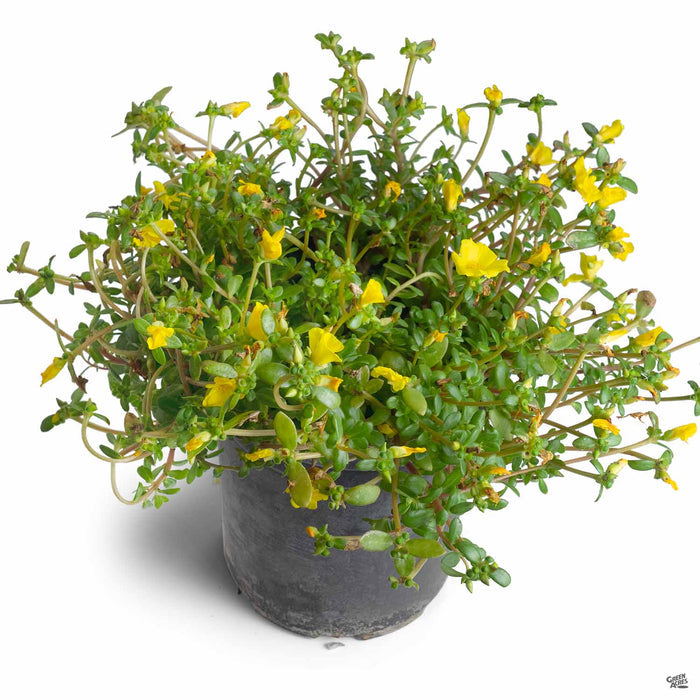 Purslane 1 gallon
