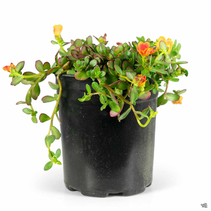 Purslane Yellow Colorblast Rum Punch