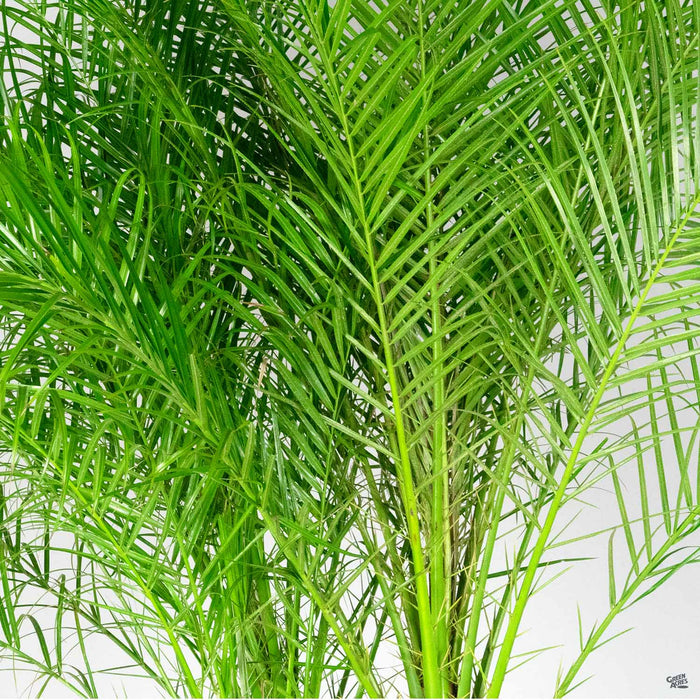 Pygmy Date Palm