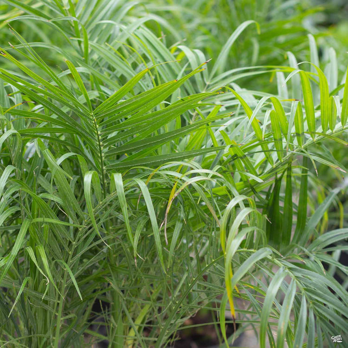 Pygmy Date Palm