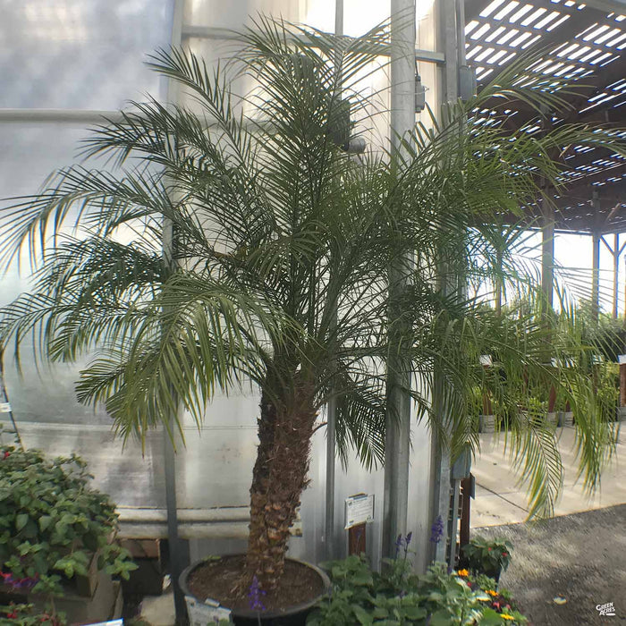 Pygmy Date Palm
