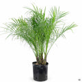 Pygmy Date Palm 10 inch