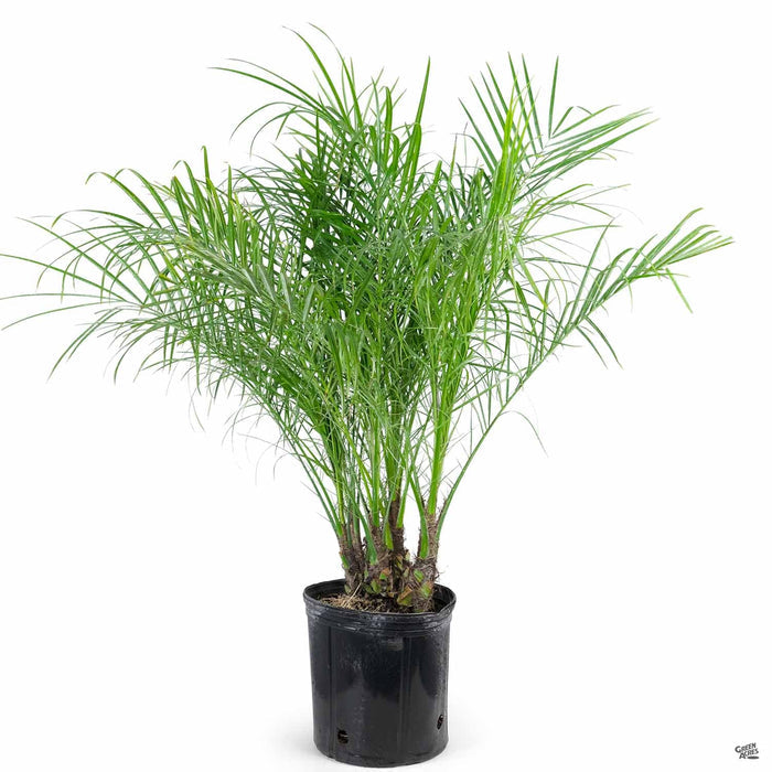 Pygmy Date Palm 10 inch
