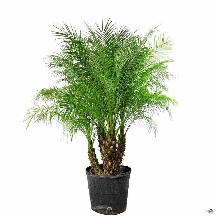 Pygmy Date Palm 17 inch