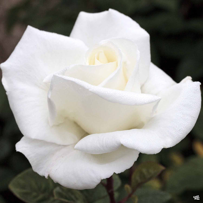 Queen Mary 2 Hybrid Tea Rose