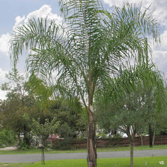 Queen Palm