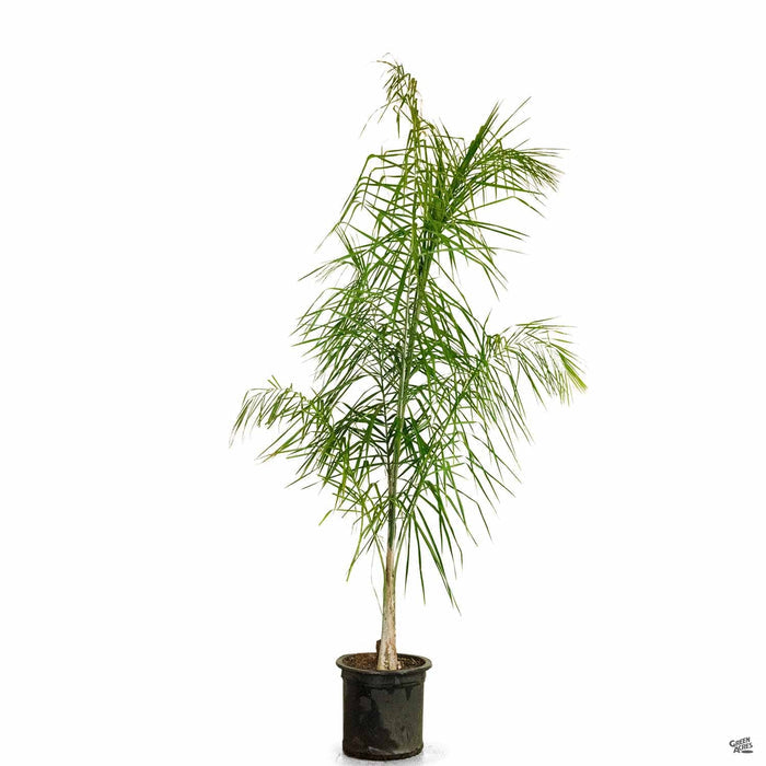 Queen Palm 15 gallon