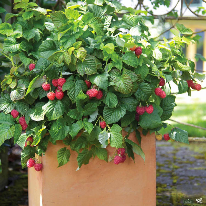 Raspberry Shortcake