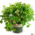 Raspberry Shortcake 2 gallon