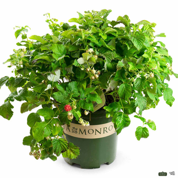 Raspberry Shortcake 2 gallon
