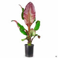 Red Abyssinian Banana 5 gallon