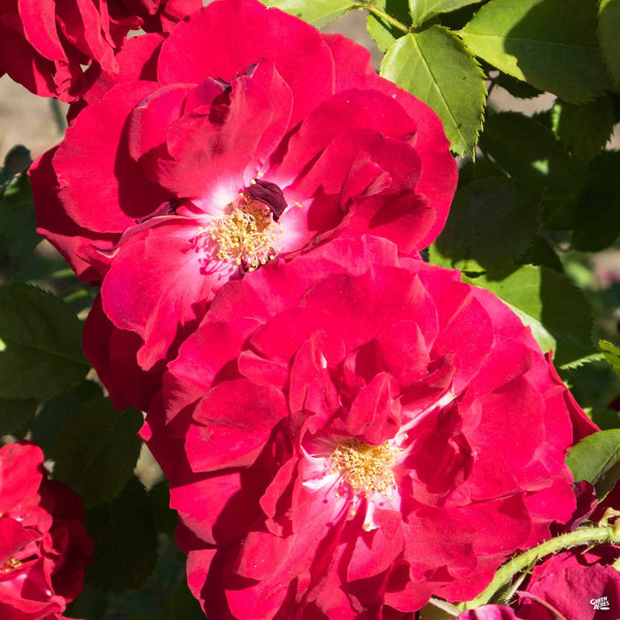 Drift Rose Red