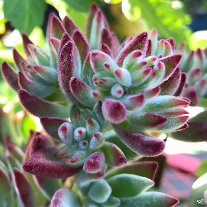 Echeveria harmsii