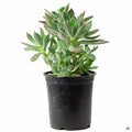 Echeveria harmsii 4 inch