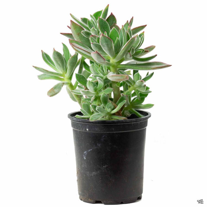 Echeveria harmsii 4 inch