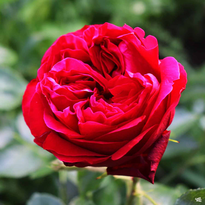Red Eden Climbing Rose