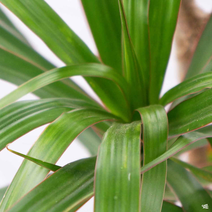 Red-Edged Dracaena 'Magenta'