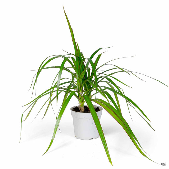 Red-edged Dracaena 4 inch