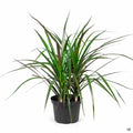 Red-Edged Dracaena 'Magenta' 6 inch