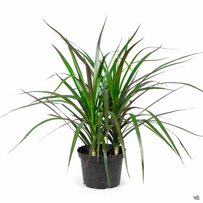 Red-Edged Dracaena 'Magenta' 6 inch