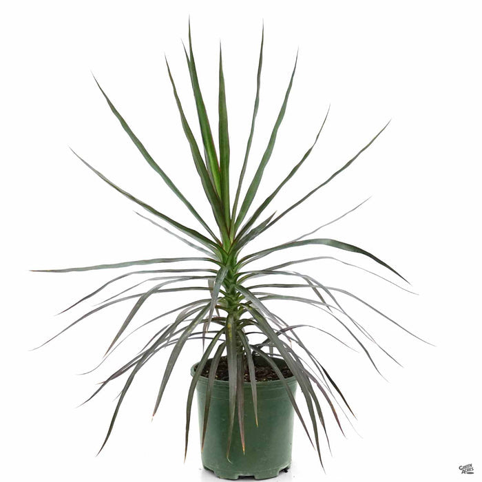 Red-Edged Dracaena 10 inch