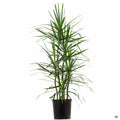 Red-edged Dracaena 2 gallon