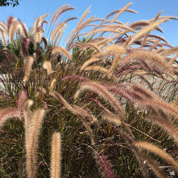 Red Fountain Grass