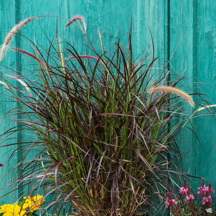 Red Fountain Grass