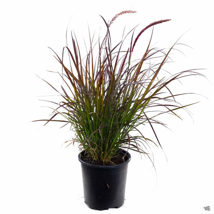 Red Fountain Grass 1 gallon