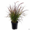 Red Fountain Grass 1 gallon