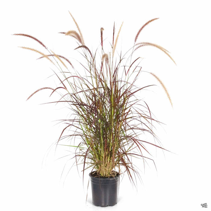 Red Fountain Grass 2 gallon black can