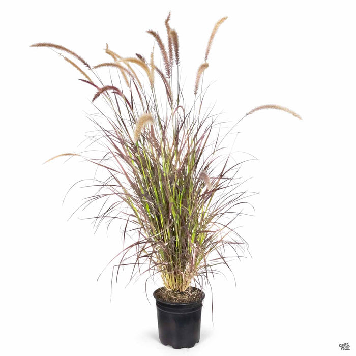 Red Fountain Grass 2 gallon
