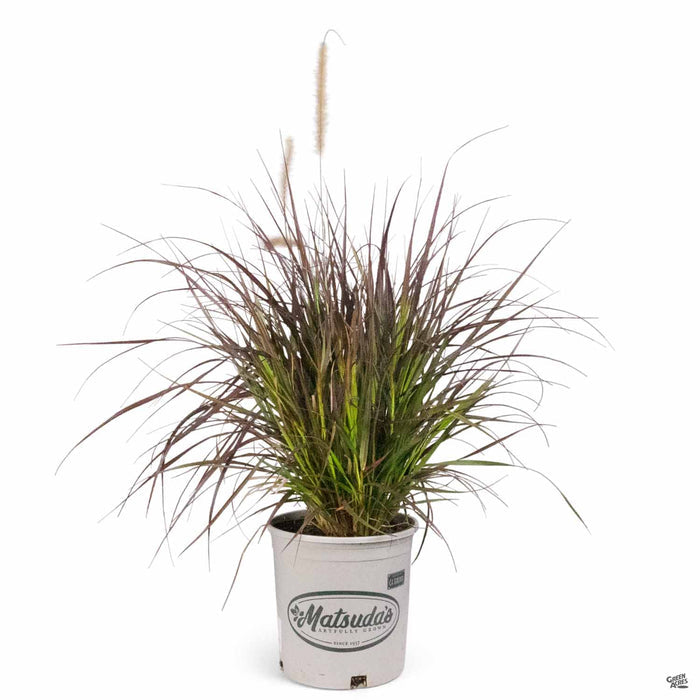 Red Fountain Grass 2 gallon Matsuda's