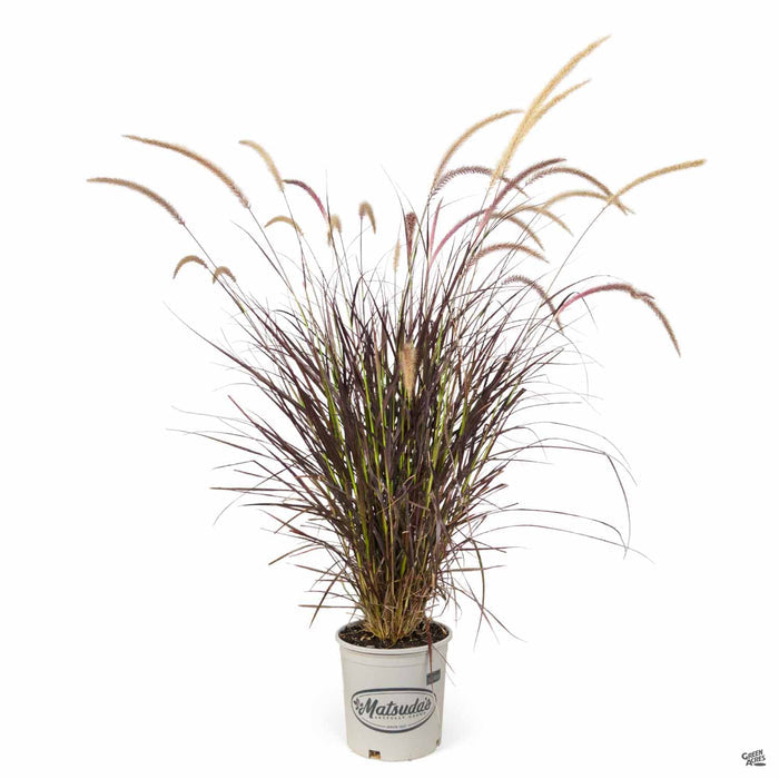 Red Fountain Grass 2 gallon Matsudas