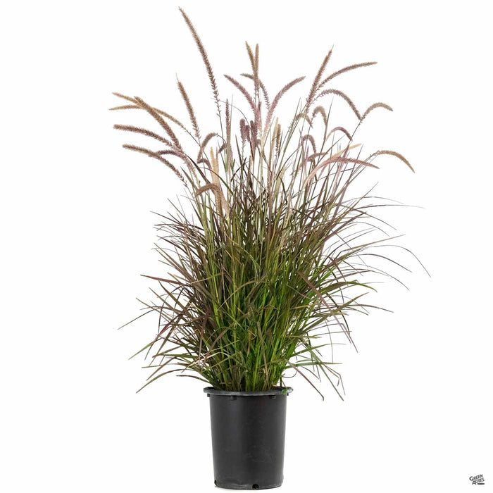 5 gal
