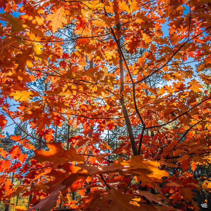 Red Oak Quercus rubra