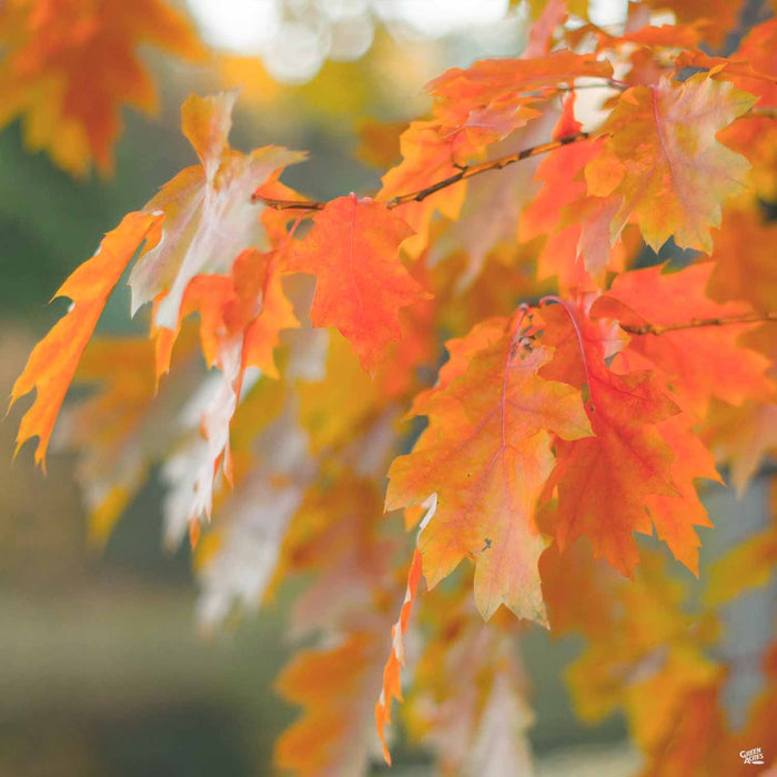 Red Oak Quercus rubra