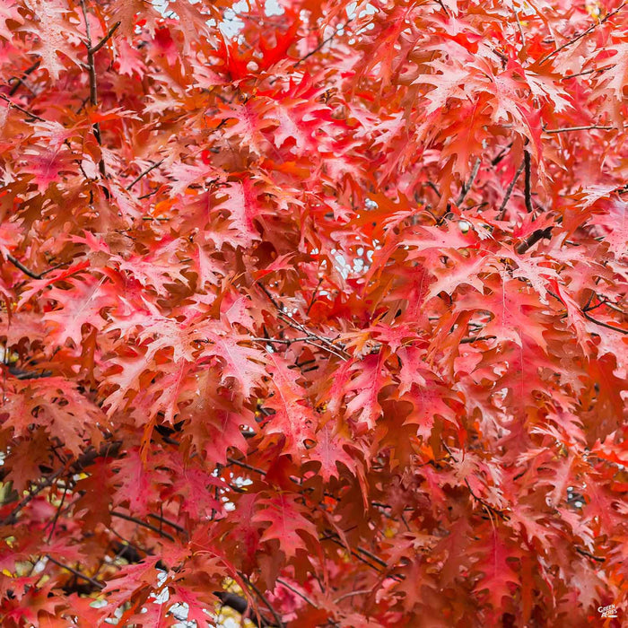 Red Oak Quercus rubra