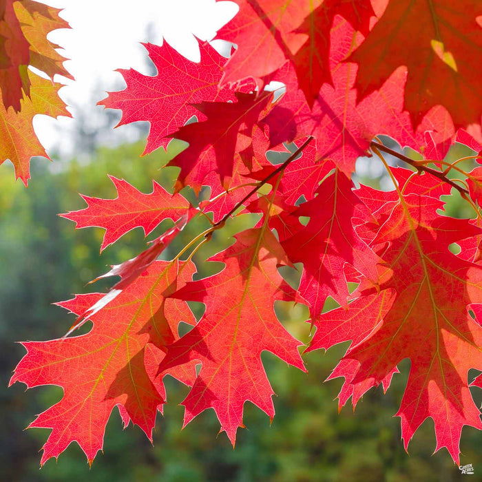 Red Oak Quercus rubra