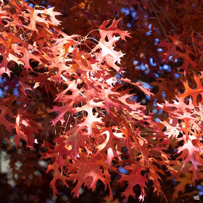 Red Oak Quercus rubra