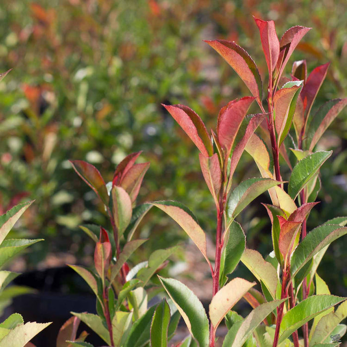 Red Tip Photinia