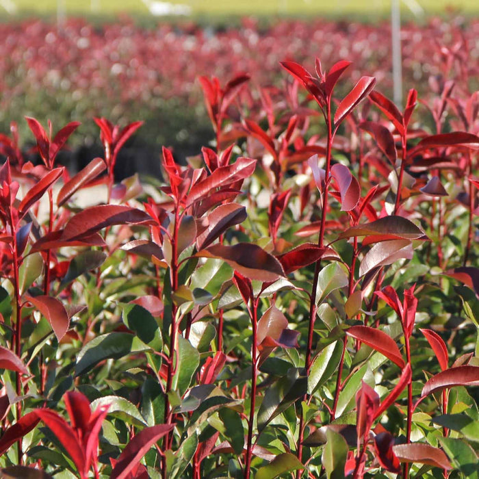 Red Tip Photinia