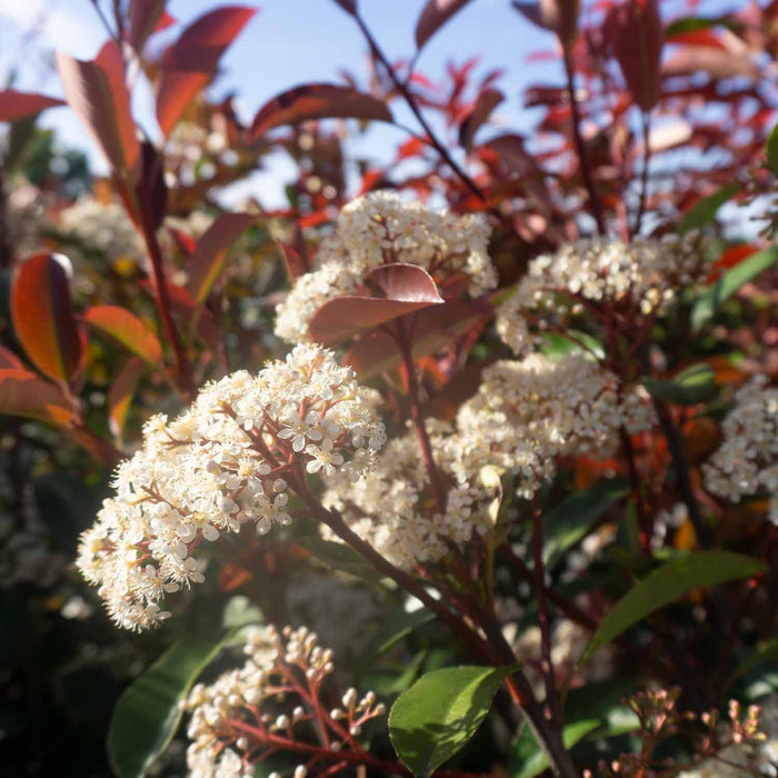 Red Tip Photinia in Bloom